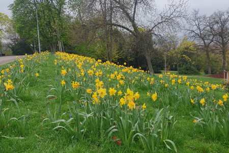 Narcisky v parku
